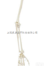SMD00111  <em>上肢</em>骨  <em>教学模型</em>