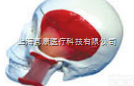SMD0062  头<em>颅骨</em>模型附<em>肌肉</em>  <em>教学模型</em>