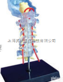SMD01542  透明枕骨颈椎和椎动脉<em>脊神经</em>脑干<em>模型</em>  教学<em>模型</em>