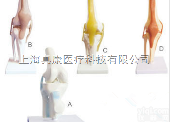 SMD022  <em>膝关节</em>模型  <em>教学模型</em>