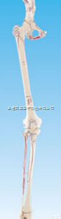 SMD001141  <em>下肢</em>带骨附肌肉<em>起止点</em>着色模型 <em>教学模型</em>