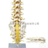 SMD01522  腰骶椎与神经<em>模型</em>（<em>骶骨</em>可打开） 教学<em>模型</em>