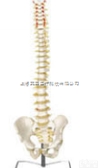 SMD0163  枕骨脊柱、骨盆和<em>脊神经</em>解剖<em>模型</em> 教学<em>模型</em>