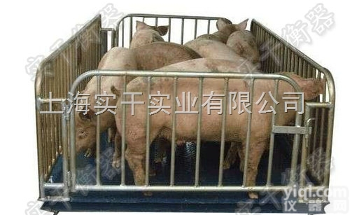 scs  2吨称猪电子<em>地磅</em>|<em>畜牧</em>局<em>围栏</em>动物秤价格