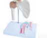 SMD02512  <em>肩关节</em>附矢状<em>剖面</em><em>模型</em>  教学<em>模型</em>