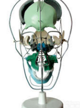 SMD0091  <em>颅骨</em>骨性分离<em>着色</em><em>模型</em>  教学<em>模型</em>