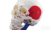 SMD00613  人体颅骨附肌肉<em>起止点</em>，自然大  <em>教学模型</em>