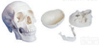 SMD0061  三部分头<em>颅骨</em>模型 <em>教学模型</em>