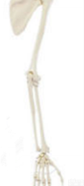 SMD00112  <em>上肢</em>带骨  <em>教学模型</em>