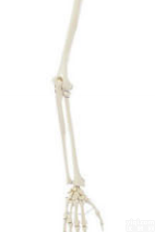 SMD00111  <em>上肢</em>骨  <em>教学模型</em>