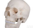 SMD006  头颅骨模型（三<em>部件</em>）  <em>教学模型</em>