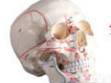 SMD00612  头<em>颅骨</em>模型附肌肉标记  <em>教学模型</em>