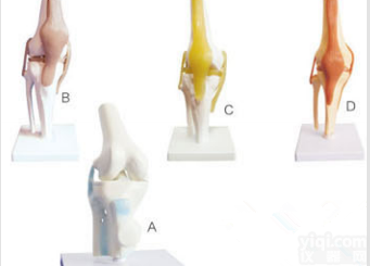 SMD022  膝<em>关节</em>模型  <em>教学模型</em>