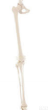 SMD00114  <em>下肢</em>带骨  <em>教学模型</em>