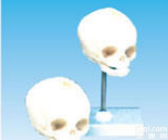 SMD0063  新生儿头<em>颅骨</em>模型  <em>教学模型</em>