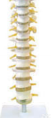 SMD0155  胸椎与<em>脊神经</em>模型 <em>教学模型</em>