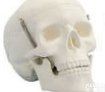 SMD007  学生用头颅骨模型（三<em>部件</em>） <em>教学模型</em>