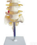 SMD01524  腰骶椎与神经<em>模型</em>（3个<em>腰椎</em>）  教学<em>模型</em>