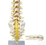 SMD01522  腰骶椎与神经<em>模型</em>（<em>骶骨</em>可打开） 教学<em>模型</em>