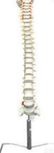 SMD0161  枕骨脊柱和脊<em>神经</em><em>解剖</em><em>模型</em>  教学<em>模型</em>