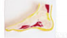 SMD02569  足关节<em>剖面</em>模型  <em>教学模型</em>