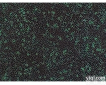 人原代<em>直肠</em>成<em>纤维</em><em>细胞</em>