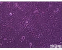 兔原代<em>腹腔</em><em>主动脉</em><em>内皮</em>细胞