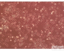 大鼠原代<em>腹腔</em><em>主动脉</em><em>内皮</em>细胞