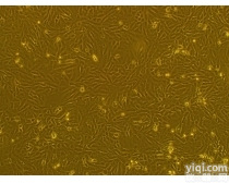 <em>大鼠原代腹腔主动脉内皮细胞</em>