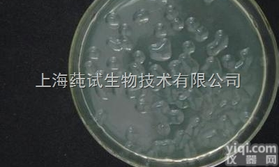 野油菜黄<em>单胞菌</em>（甘蓝黑腐病黄<em>单胞菌</em>,野油菜<em>杆菌</em>）培养方法