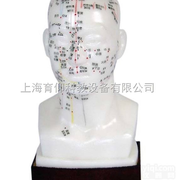 头针灸<em>模型</em>|<em>中医针灸</em>实训<em>模型</em>