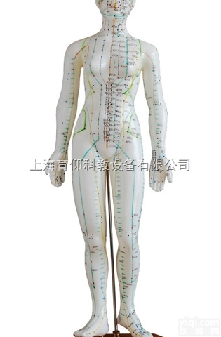 人体针灸<em>模型</em>（女性）|<em>中医针灸</em>实训<em>模型</em>
