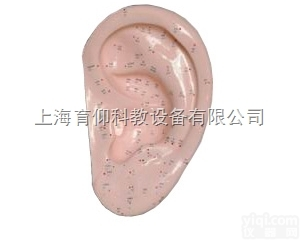 耳针灸<em>模型</em>（自然大）|<em>中医针灸</em>实训<em>模型</em>
