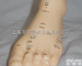 足针灸<em>模型</em>|<em>中医针灸</em>实训<em>模型</em>