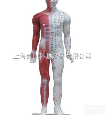 十四经穴标准针灸<em>模型</em>|<em>中医针灸</em>实训<em>模型</em>