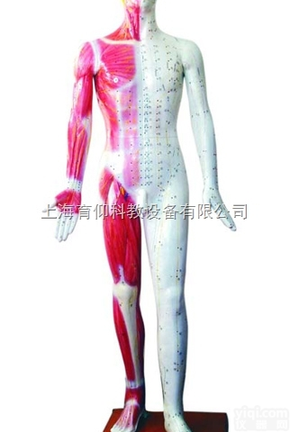 标准<em>针灸</em>穴位<em>模型</em>178cm|中医<em>针灸</em>实训<em>模型</em>