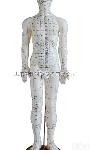 人体<em>针灸</em><em>模型</em>60CM|中医<em>针灸</em>实训<em>模型</em>