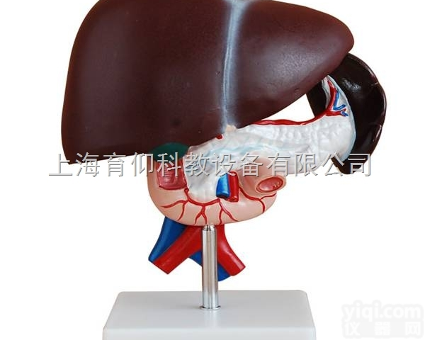 肝<em>解剖</em><em>模型</em>|消化<em>呼吸系统</em><em>模型</em>