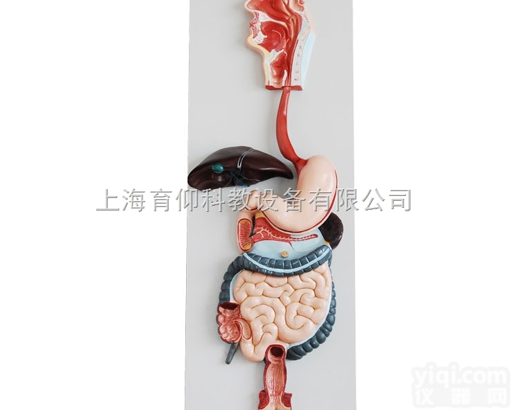 消化系统模型|消化<em>呼吸系统</em>模型