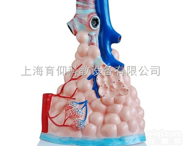 <em>肺泡</em>放大<em>模型</em>|消化<em>呼吸系统</em><em>模型</em>