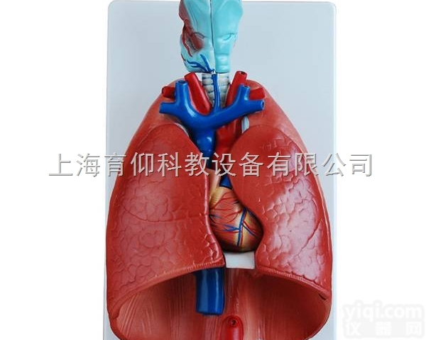 喉、心、肺<em>模型</em>|<em>消化</em><em>呼吸系统</em><em>模型</em>