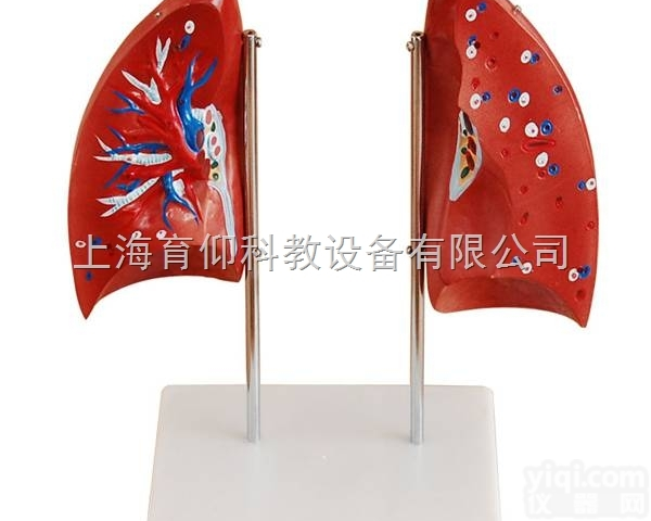 肺解剖<em>模型</em>|消化<em>呼吸系统</em><em>模型</em>