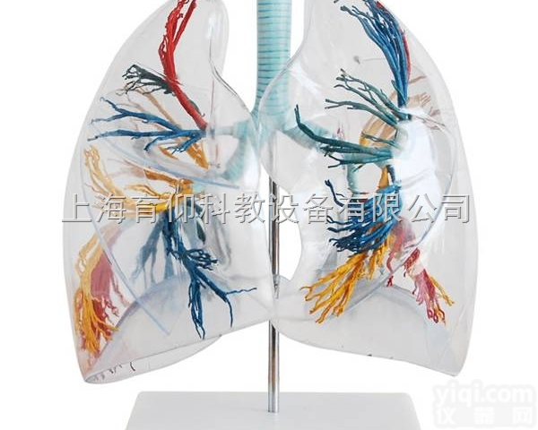 透明肺段<em>模型</em>|消化<em>呼吸系统</em><em>模型</em>