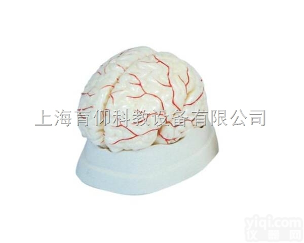 脑动脉模型|<em>神经断层模型</em>
