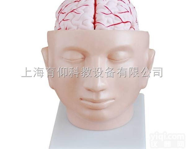 头部附脑和动脉模型|<em>神经断层模型</em>