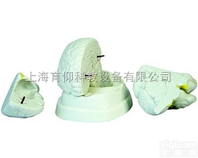 脑<em>解剖</em><em>模型</em>|<em>神经</em>断层<em>模型</em>
