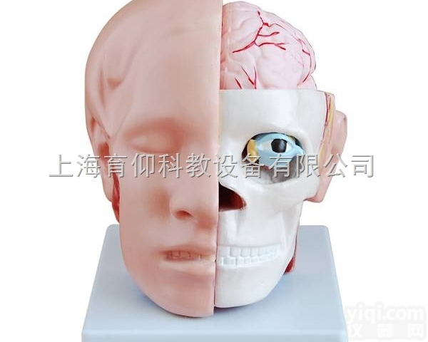头<em>解剖</em>附脑动脉<em>模型</em>|<em>神经</em>断层<em>模型</em>
