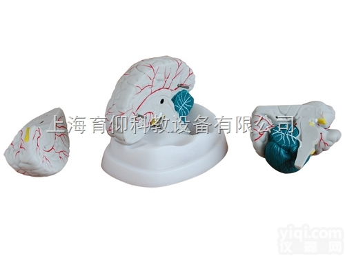 新型脑<em>解剖</em><em>模型</em>|<em>神经</em>断层<em>模型</em>