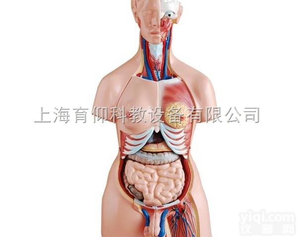 两性<em>互换</em><em>躯干</em>模型85cm（23件）|人体<em>躯干</em>模型