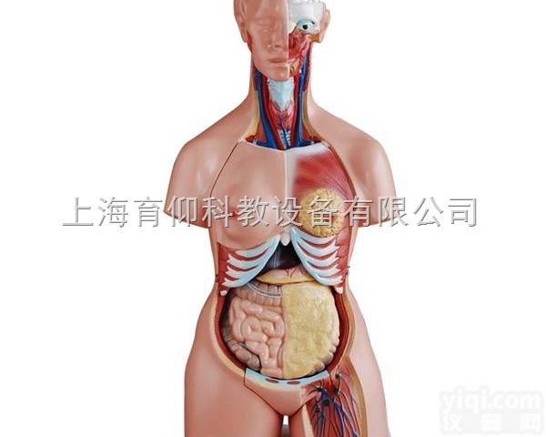 三性<em>互换</em><em>躯干</em>模型85cm（21件）|人体<em>躯干</em>模型